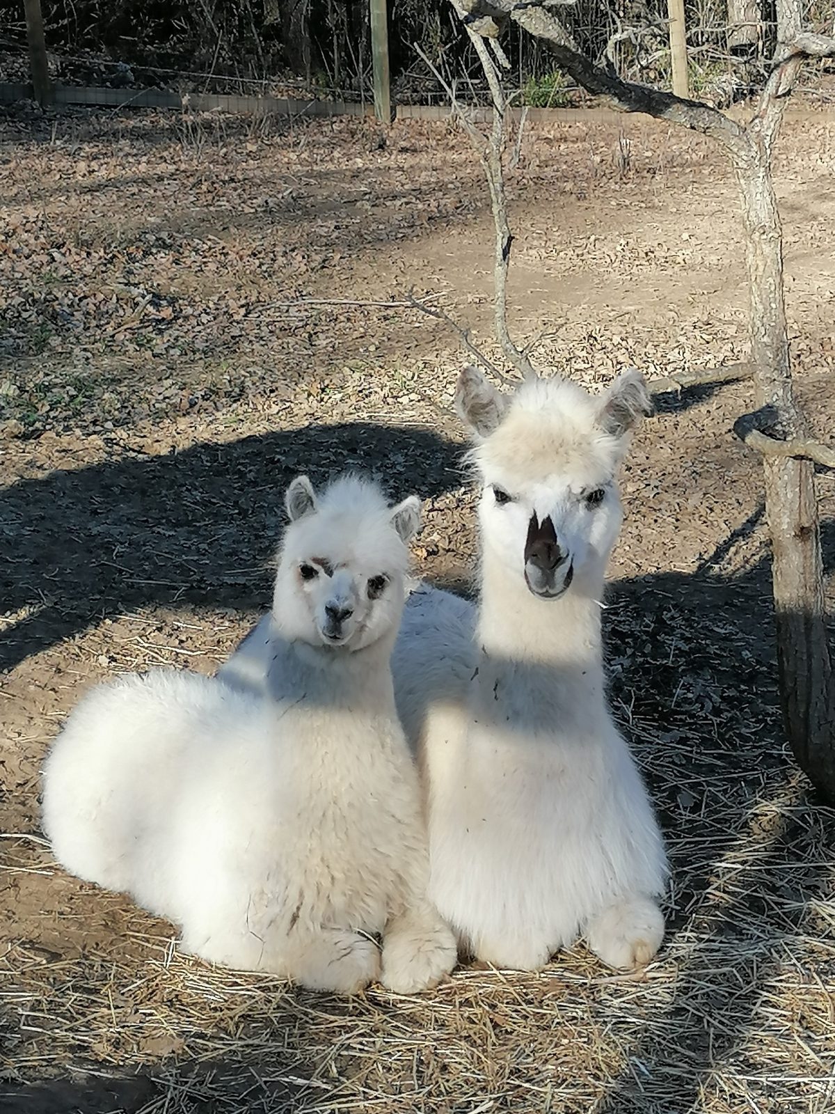 Animal4