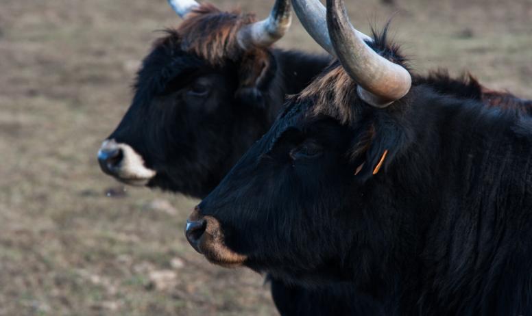 Animal7