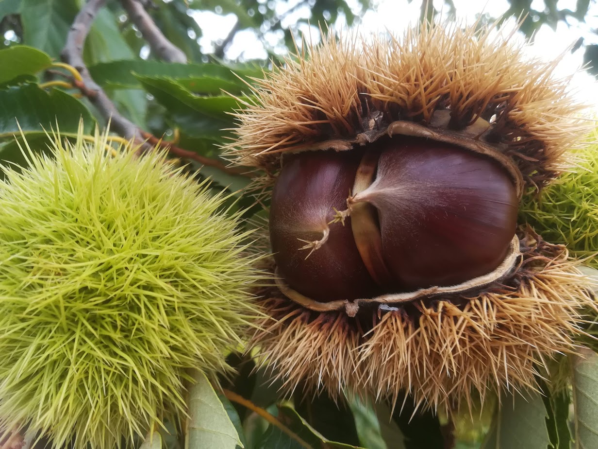 Castanea9