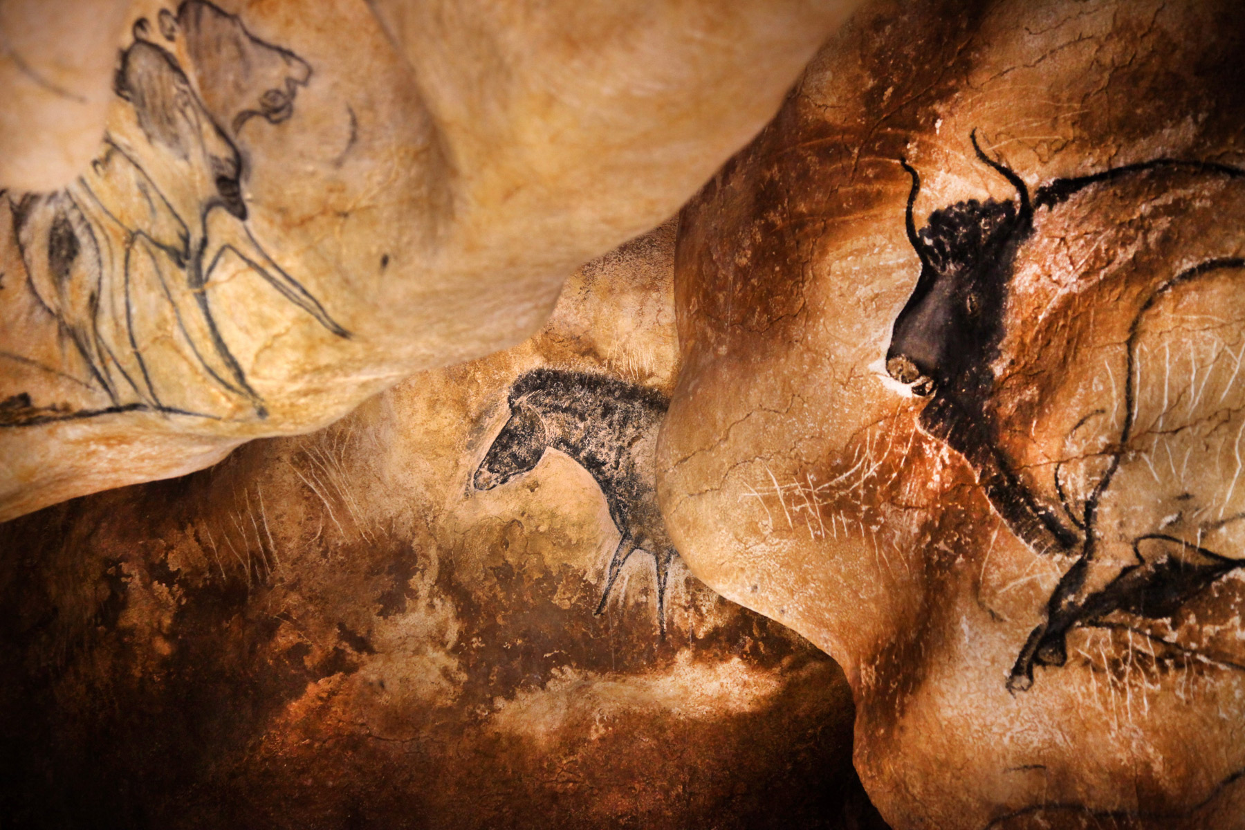 Chauvet8