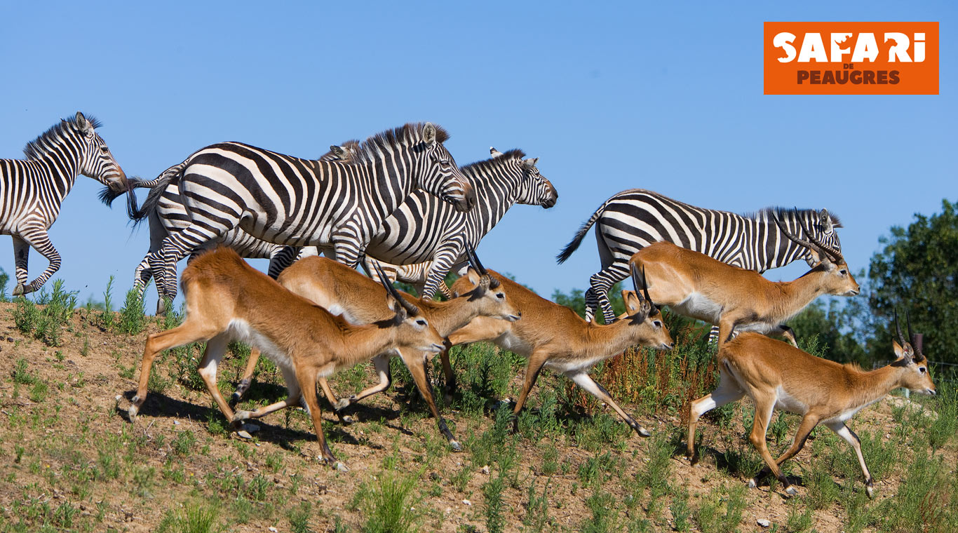 Safari13