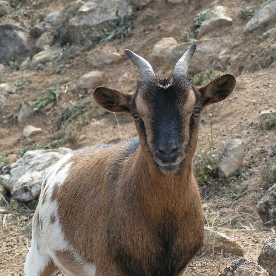 Terra Cabra10