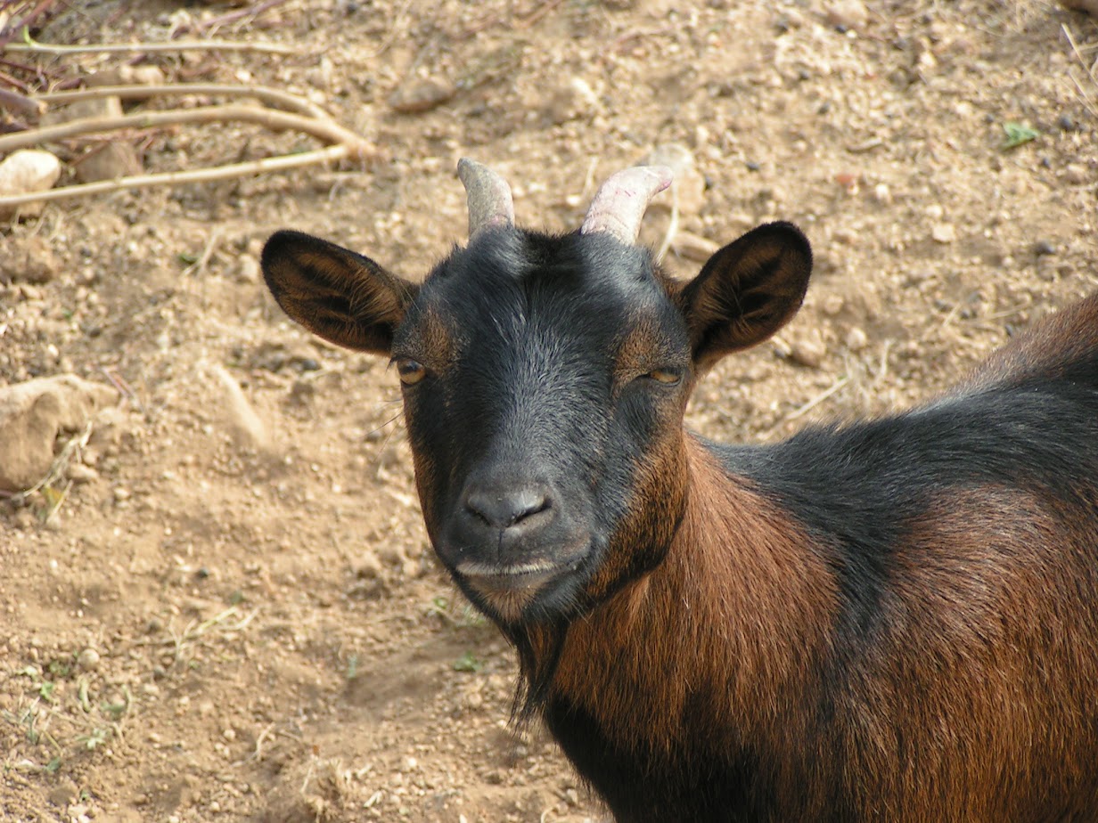 Terra Cabra11