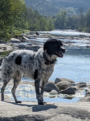 camping chien ardèche