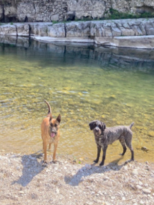 location acceptant les chiens en ardèche