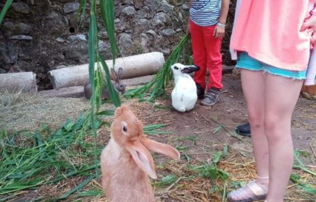 La mini-ferme du club enfant